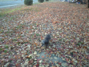 image0088